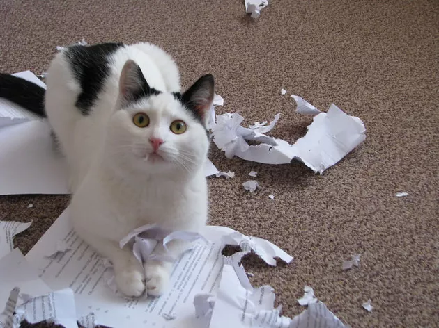 Chat allongé sur des papiers déchirés